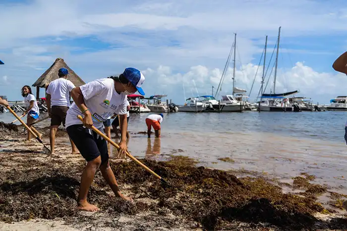 Estudiantes limpian el sargazo en la costa de Yucatán 