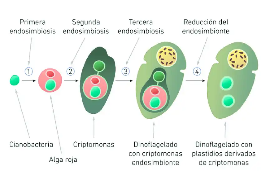 La teoría de la endosimbiosis propuesta por Lynn Margulis