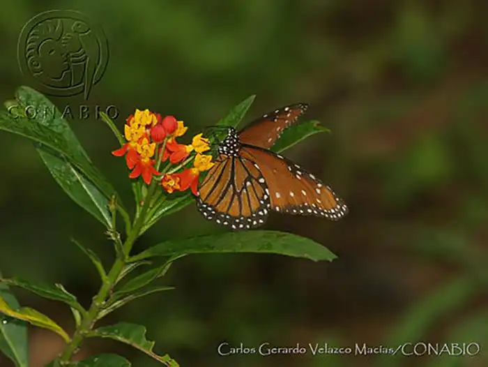 Mariposa Monarca comiendo algodoncillo