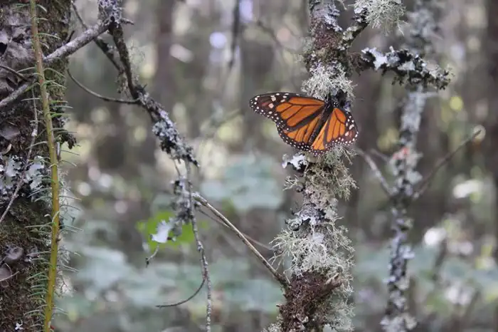 La mayor parte de las mariposas monarca macho mueren después del apareamiento. 