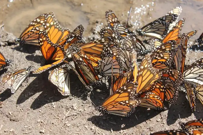 Foto mariposas monarca vienen a hibernar; al llegar la primavera, se aparean y se van. Foto: Beatriz Pascual