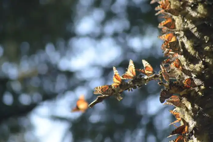 La mariposa monarca requiere un manejo integral del bosque. Foto: Elizabeth Velázquez