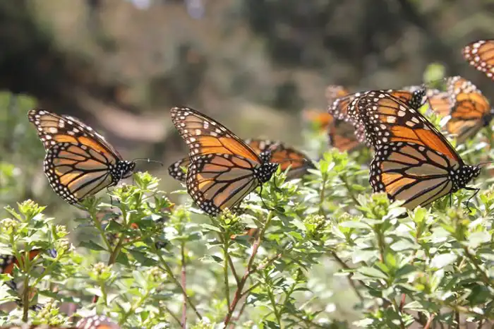 Mariposas monarca. Foto: Beatriz Pascual