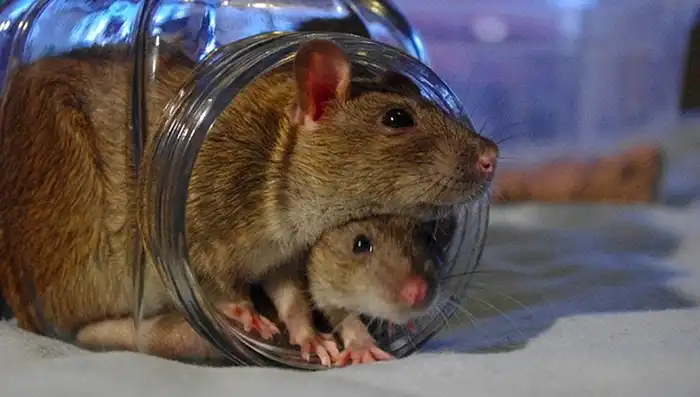 El estudio demostró que las ratas, al igual que el resto de los animales, pueden sentir empatía
