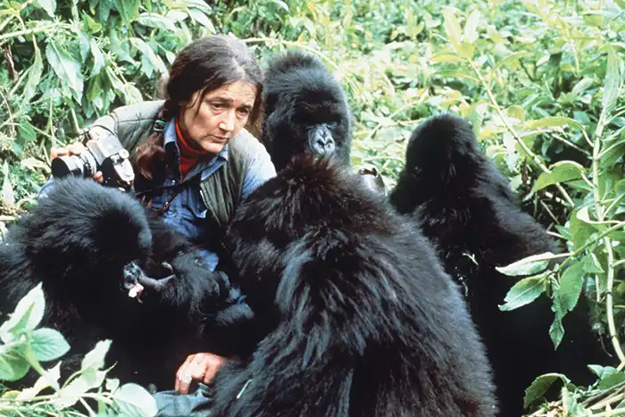 La primatóloga Dian Fossey rodeadad por gorilas con los que compartió su vida 