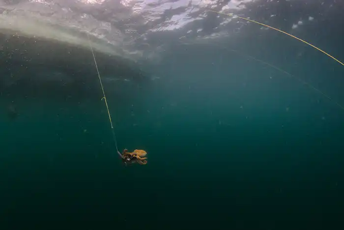 Un pulpo atrapado con el señuelo de una jaiba es levantado hacia una lancha. Otras cañas de la pesca garetera alcanzan a distinguirse en la imagen. Foto: Benjamín Magaña.