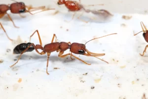 La longevidad de las hormigas reina se relaciona con el ayuno intermitente.