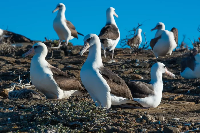 Albatros de Laysan, ejemplo de conservación de aves marinas.- 