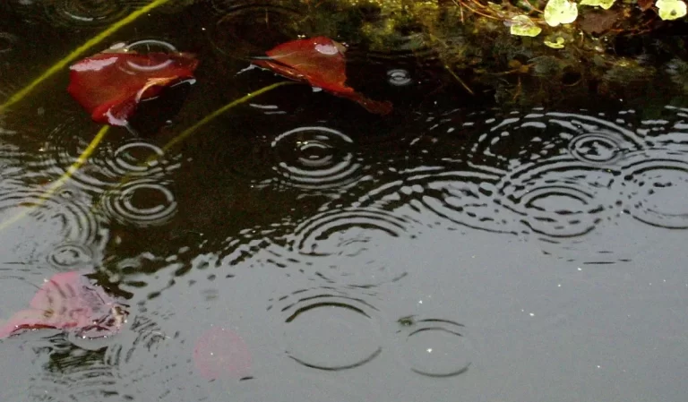 En Rain Study, la fotógrafa Amanda Slater reúne agua y vida.