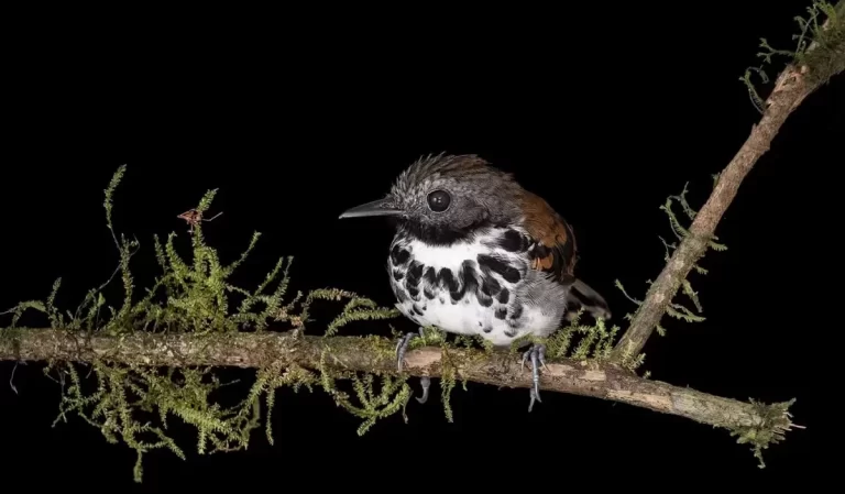 La biodiversidad está amenazada por el cambio climático que implica el modelo de desarrollo actual.