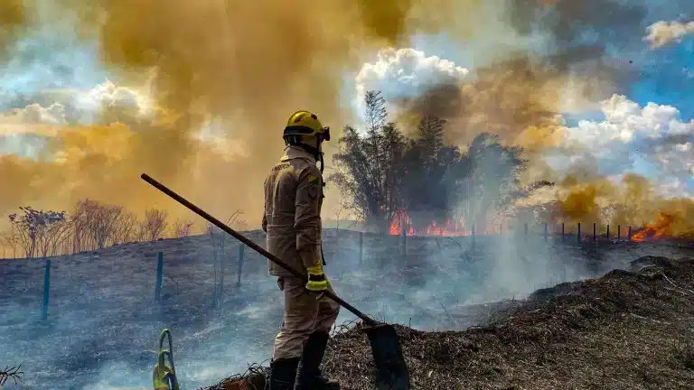 La pérdida de bosques en 2024 rompió récord a nivel global.