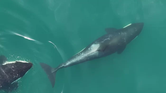 Orcas afectuosas NOAA 2 scaled e1750946581449