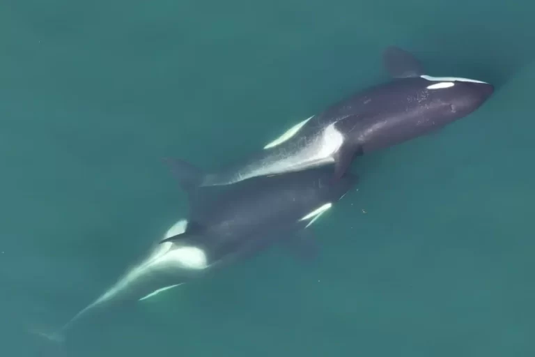 Orcas afectuosas NOAA scaled e1750946342692