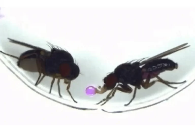 gift giving behavior